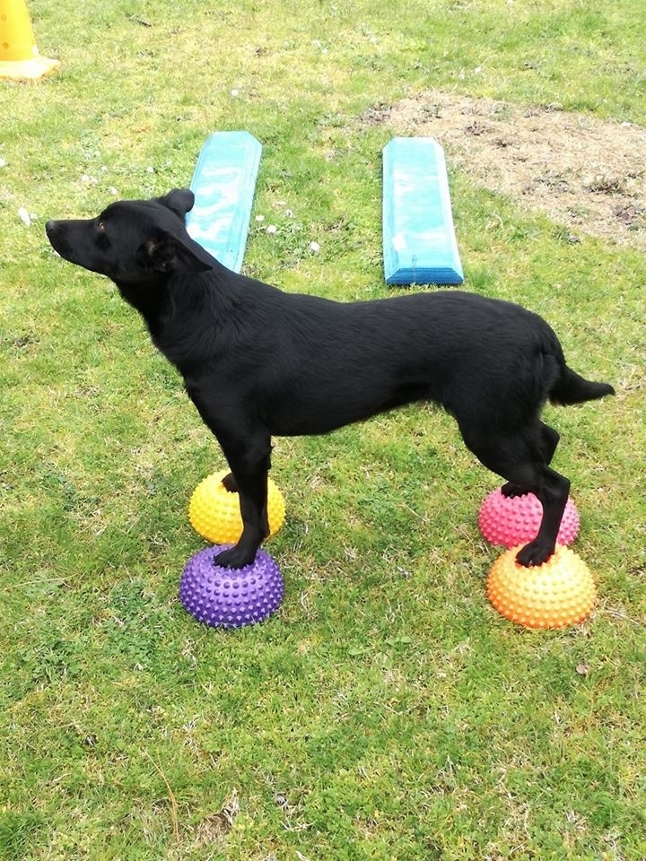 Il Dog Balance Fit per lo Sport - Dog Balance Fit