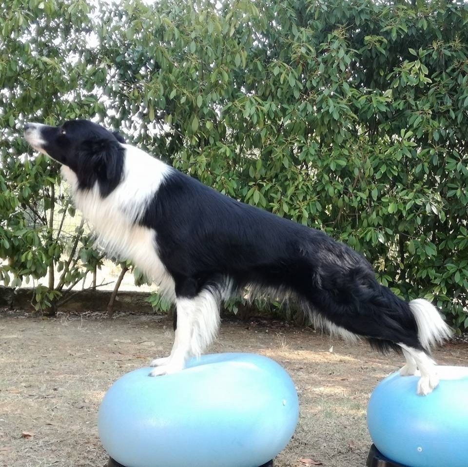 Dog Balance Fit - ginnastica propriocettiva per animali - Dog Balance Fit